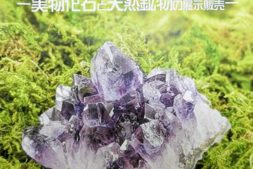 化石鉱物フェア
